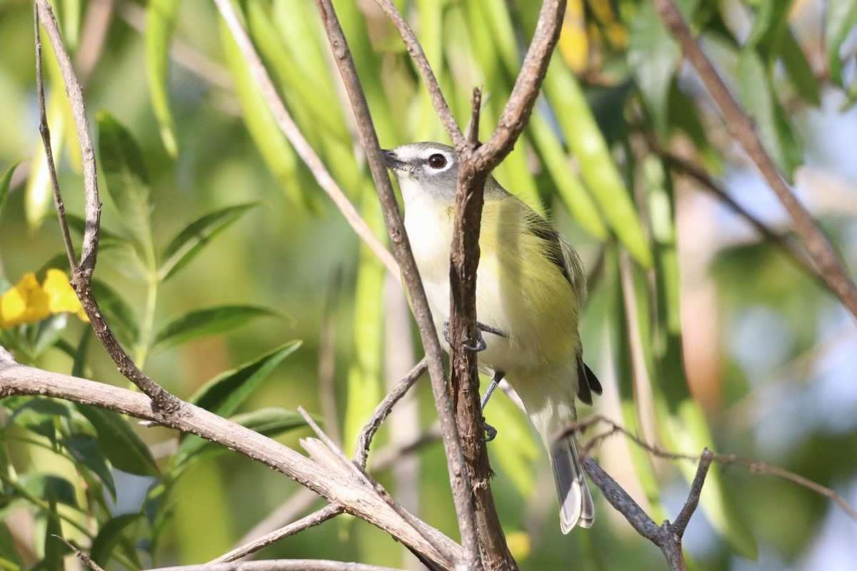 Cassin's Vireo (San Lucas) - Jonathan Vargas