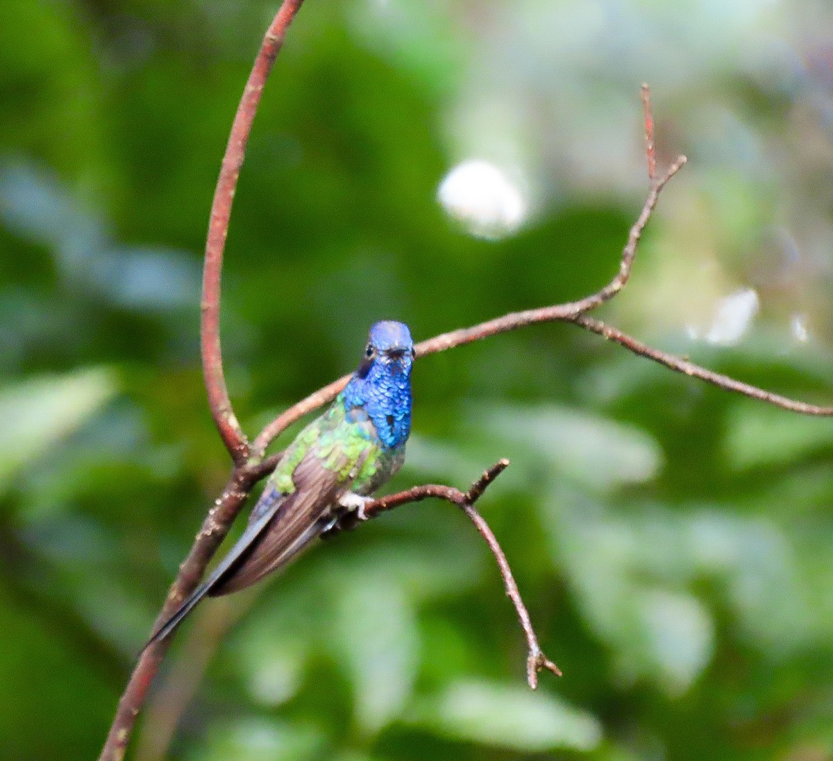 Swallow-tailed Hummingbird - ML616063507