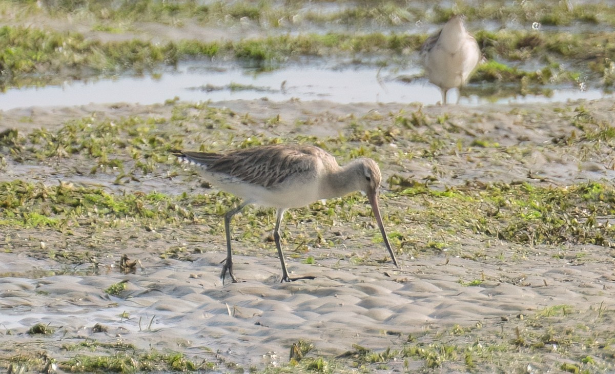 Bar-tailed Godwit - Chien N Lee