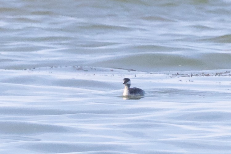 Horned Grebe - ML616063521