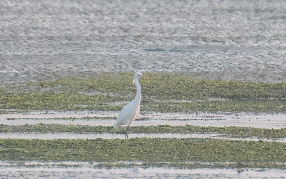 Chinese Egret - ML616063523