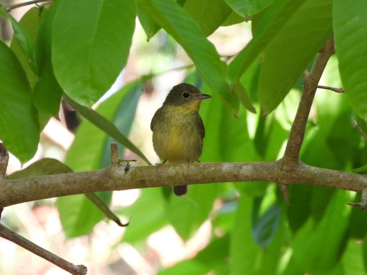 Green-backed Flycatcher - david Sautebin