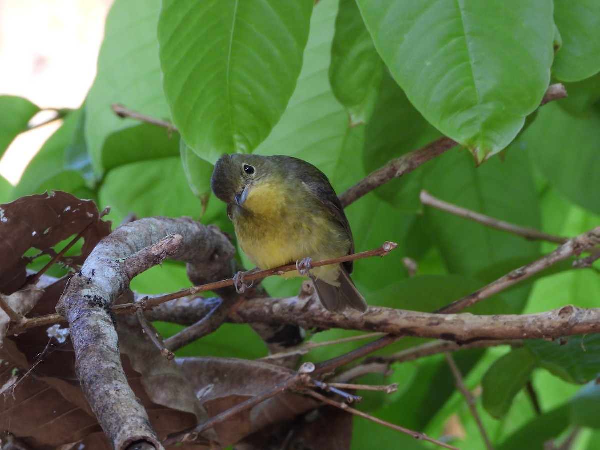 Green-backed Flycatcher - david Sautebin