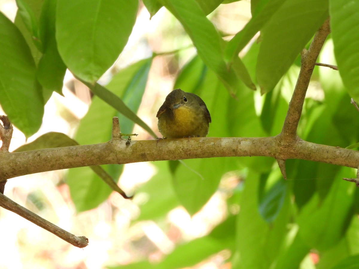 Green-backed Flycatcher - ML616063526