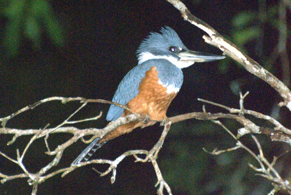 Ringed Kingfisher - Laura Bakken