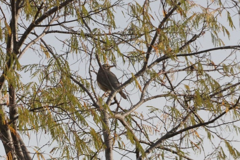 American Robin (San Lucas) - ML616063597