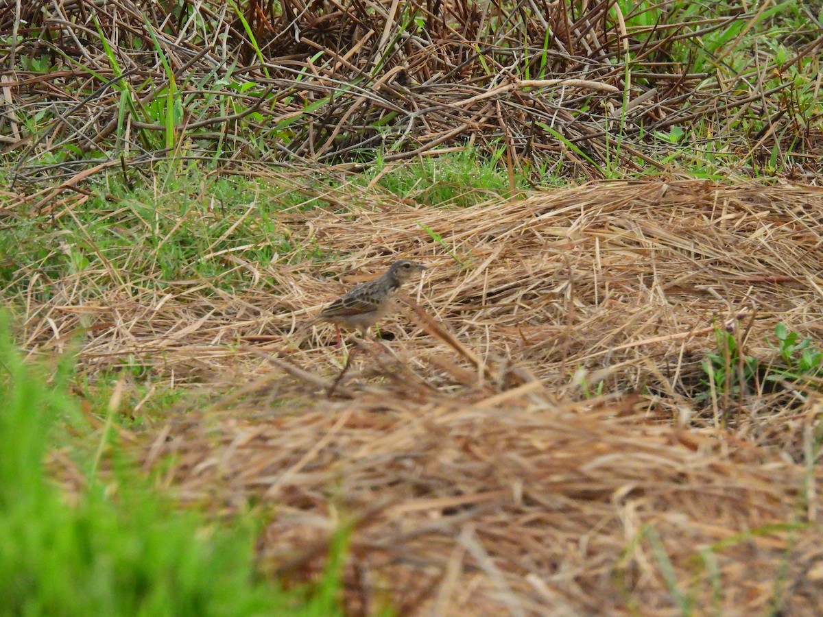 Bengal Bushlark - ML616063600