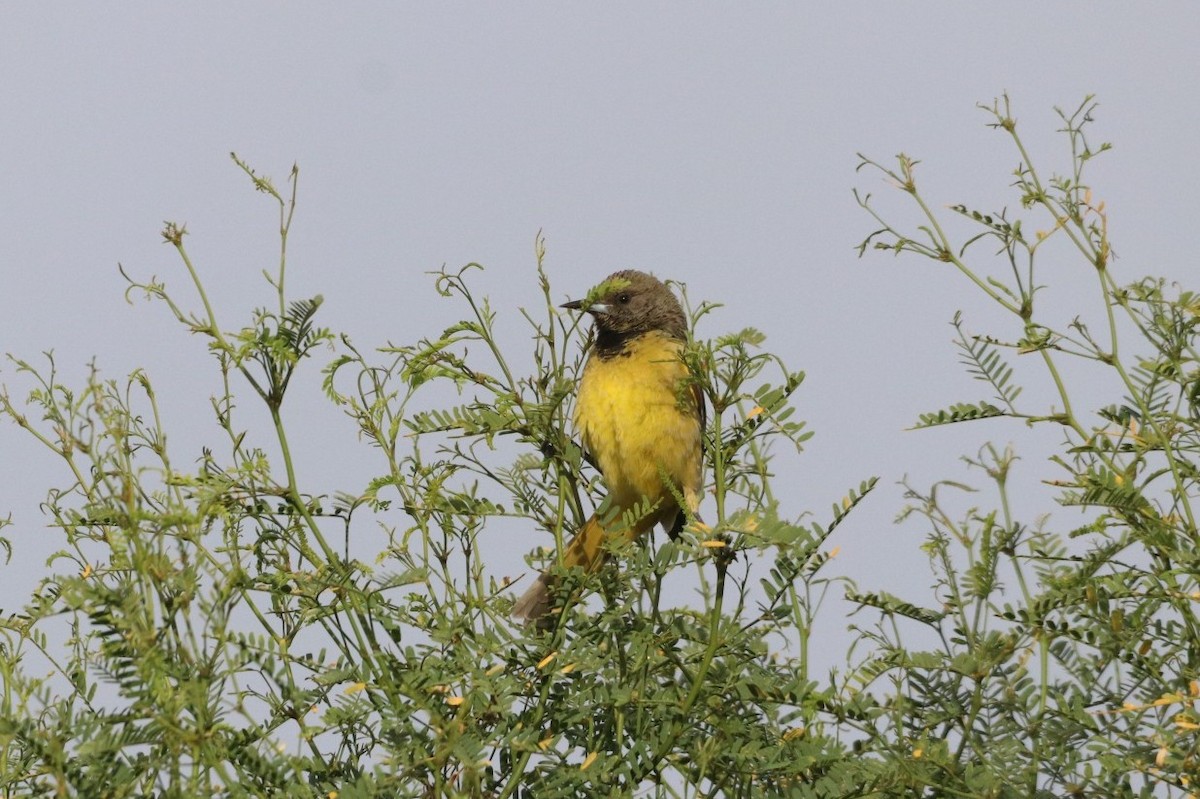 Oriole jaune-verdâtre - ML616063606