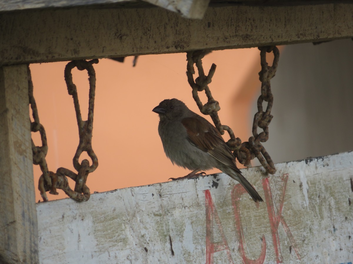 Parrot-billed Sparrow - ML616063611