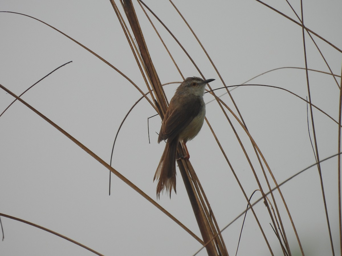 Plain Prinia - Aniruddha Mitra