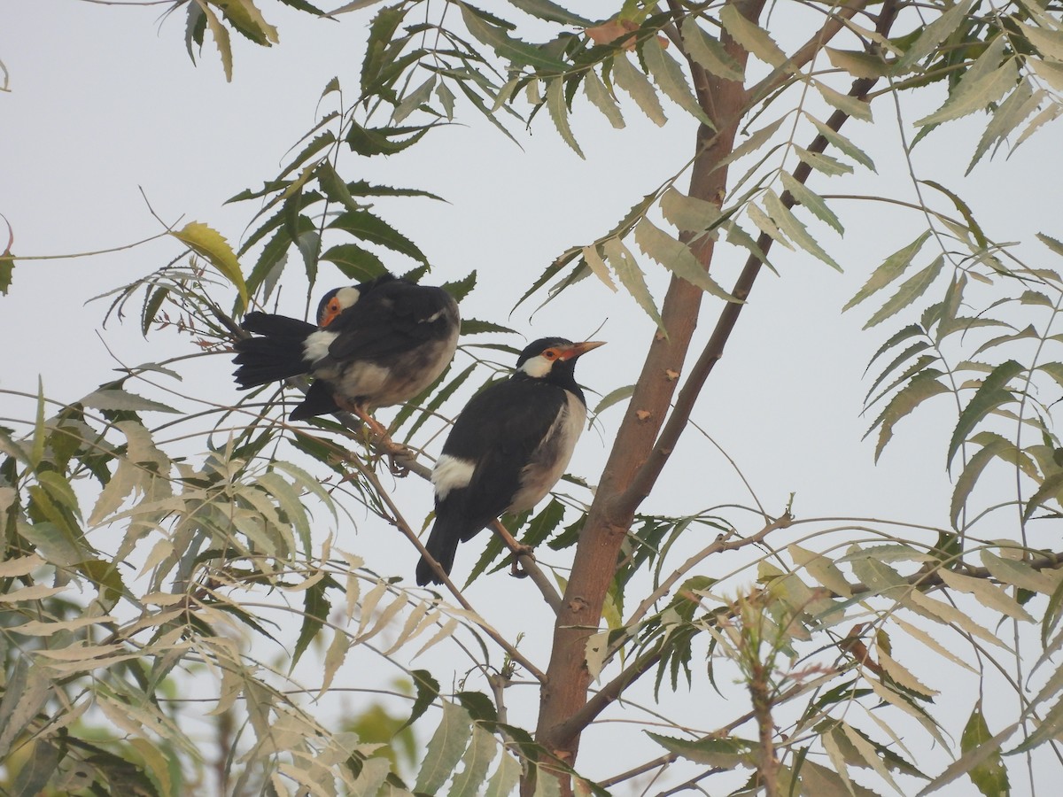 Indian Pied Starling - ML616063646