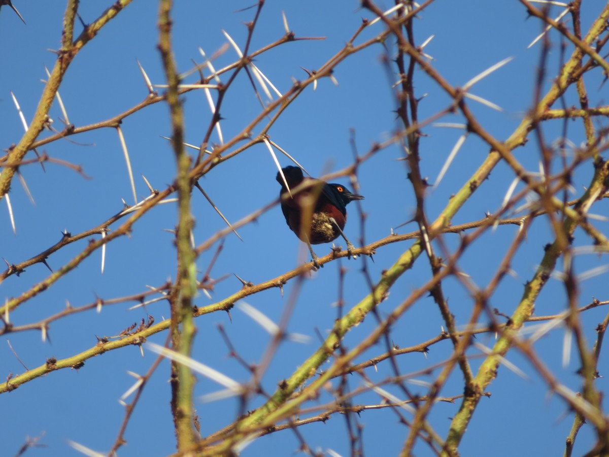 Hildebrandt's Starling - ML616063654