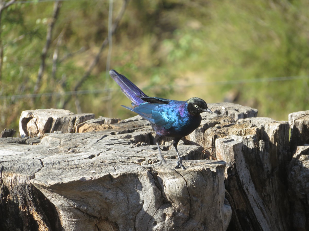 Rüppell's Starling - ML616063657