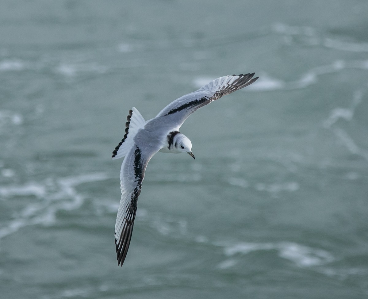 Black-legged Kittiwake - ML616063660