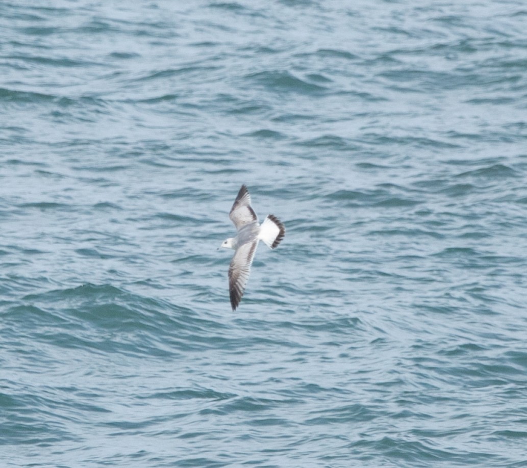 Common Gull (European) - ML616063663