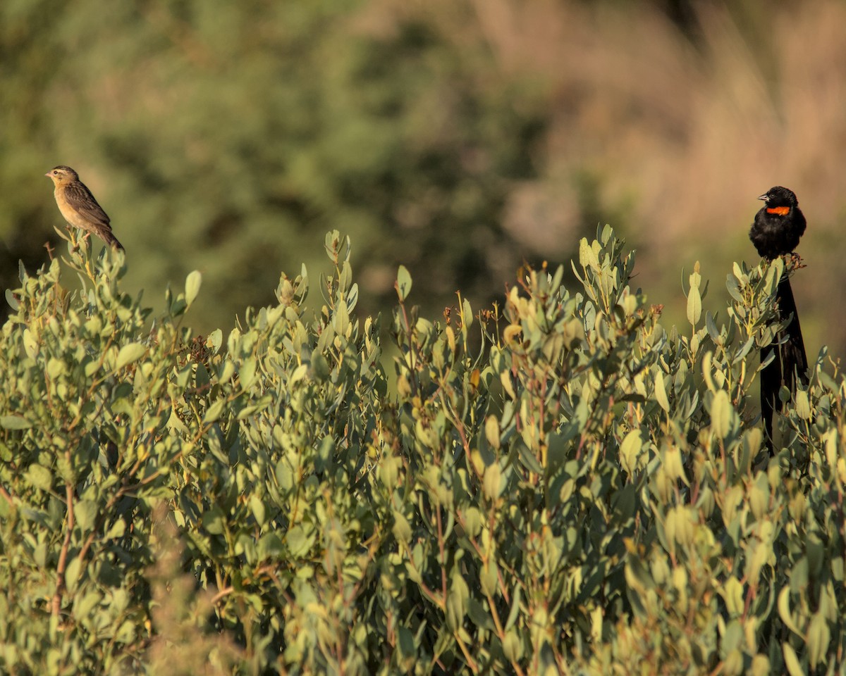Red-collared Widowbird - ML616063691