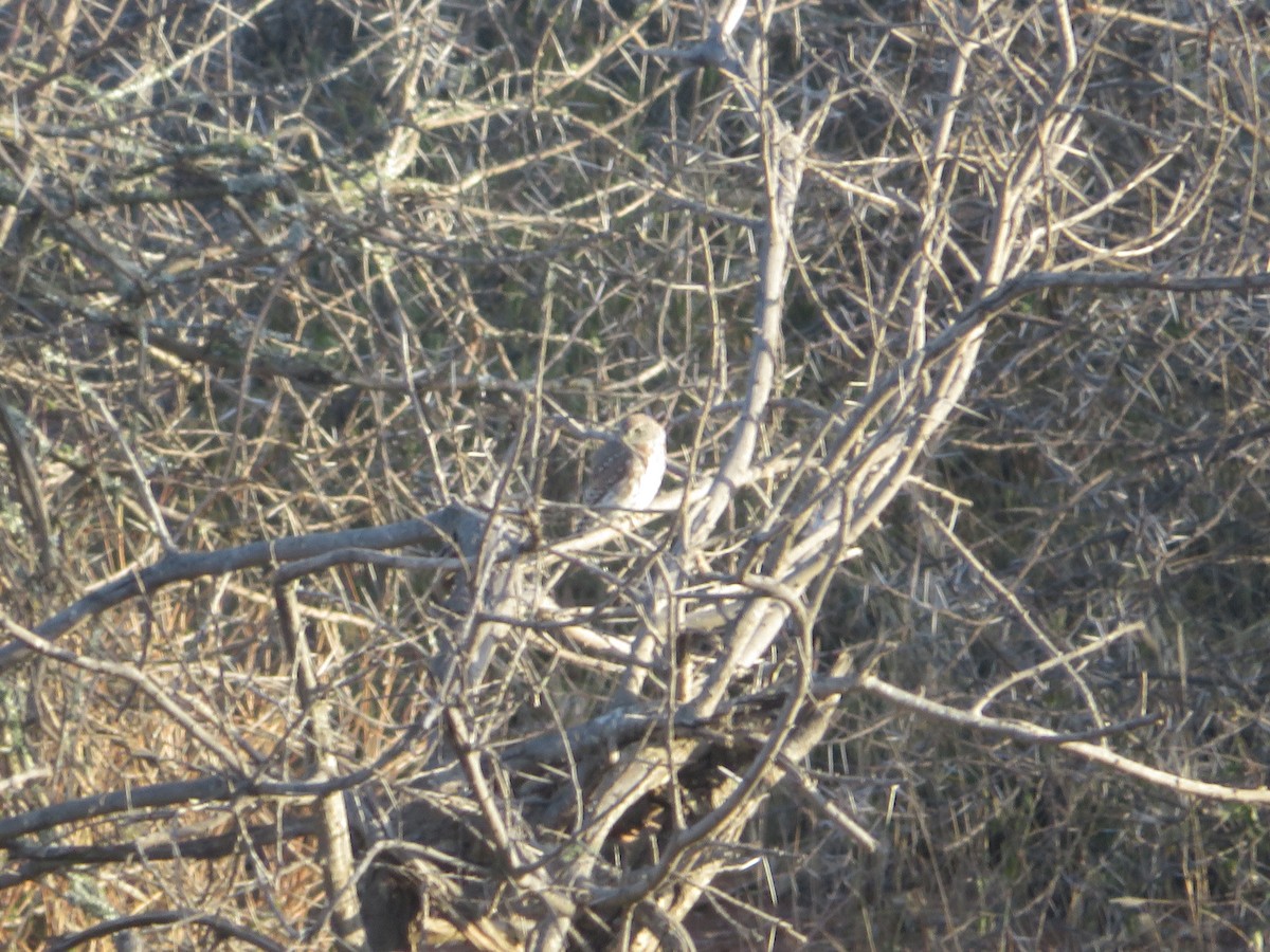 Pearl-spotted Owlet - ML616063713