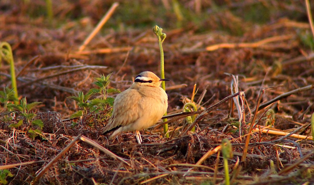 Cream-colored Courser - ML616063718