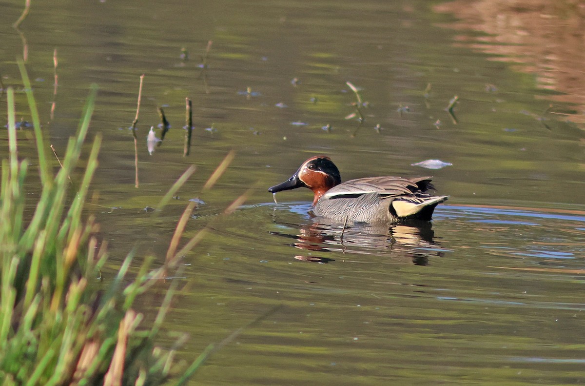 Green-winged Teal - ML616063735