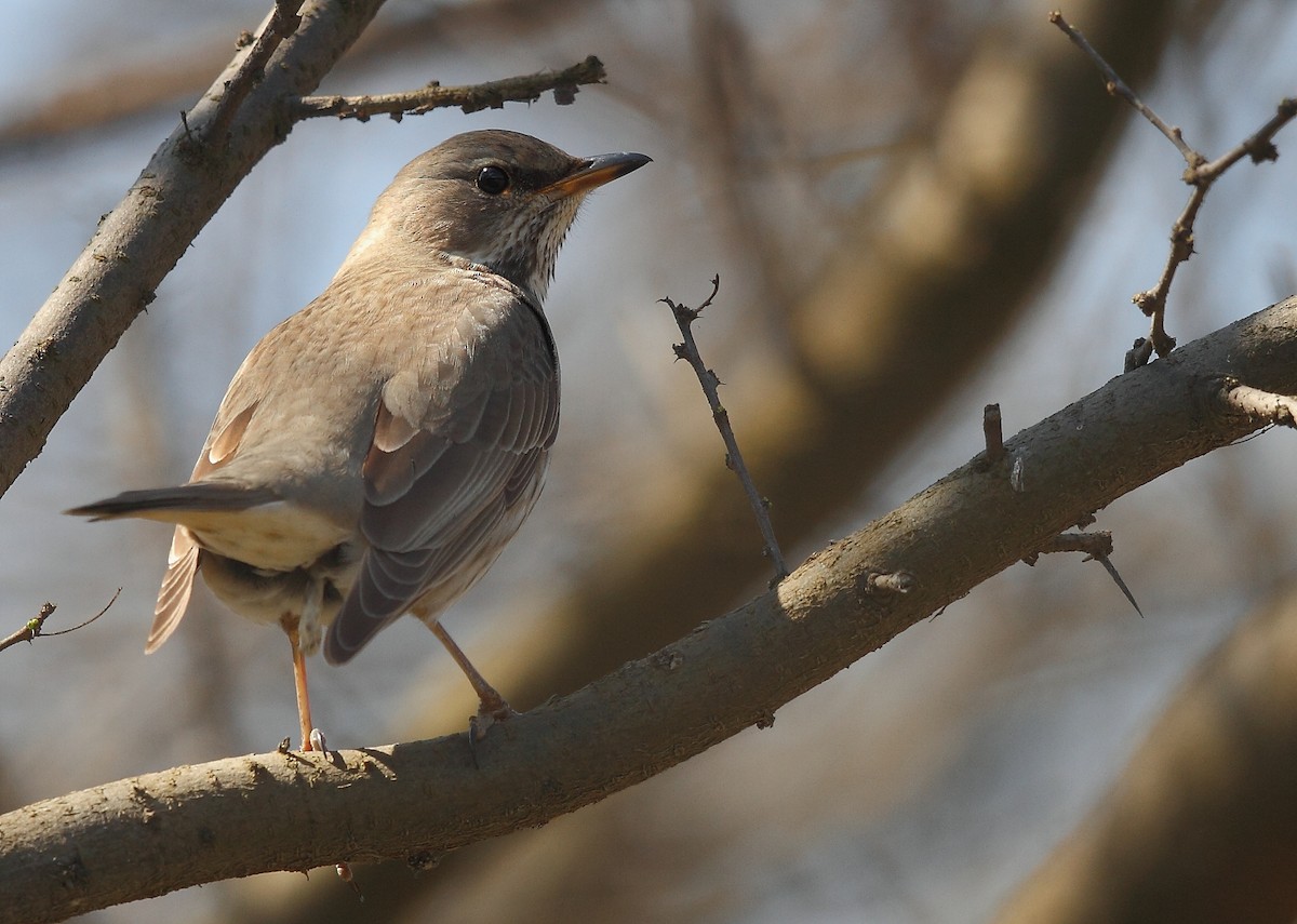 Black-throated Thrush - Krishnan Sivasubramanian