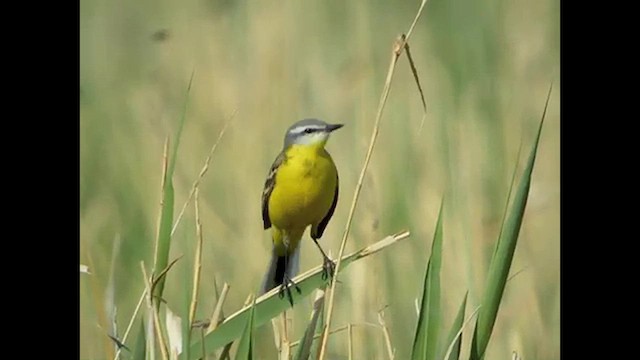 Western Yellow Wagtail (flava/beema) - ML616063855