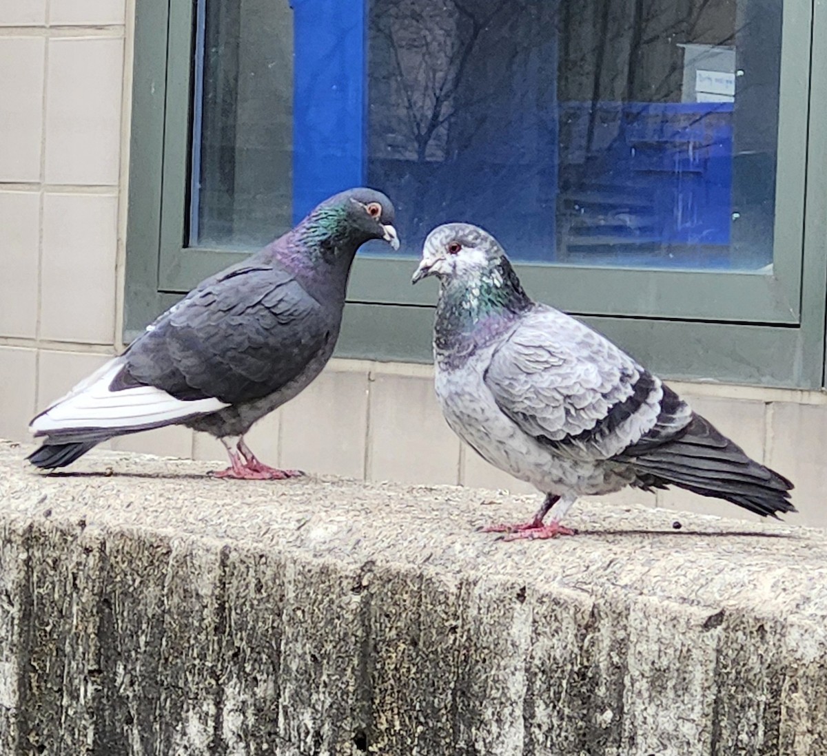 Rock Pigeon (Feral Pigeon) - ML616063856