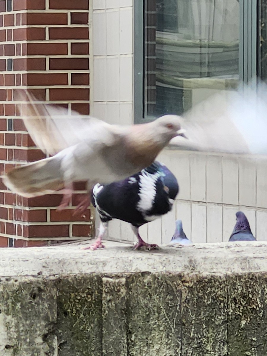 Rock Pigeon (Feral Pigeon) - ML616063857