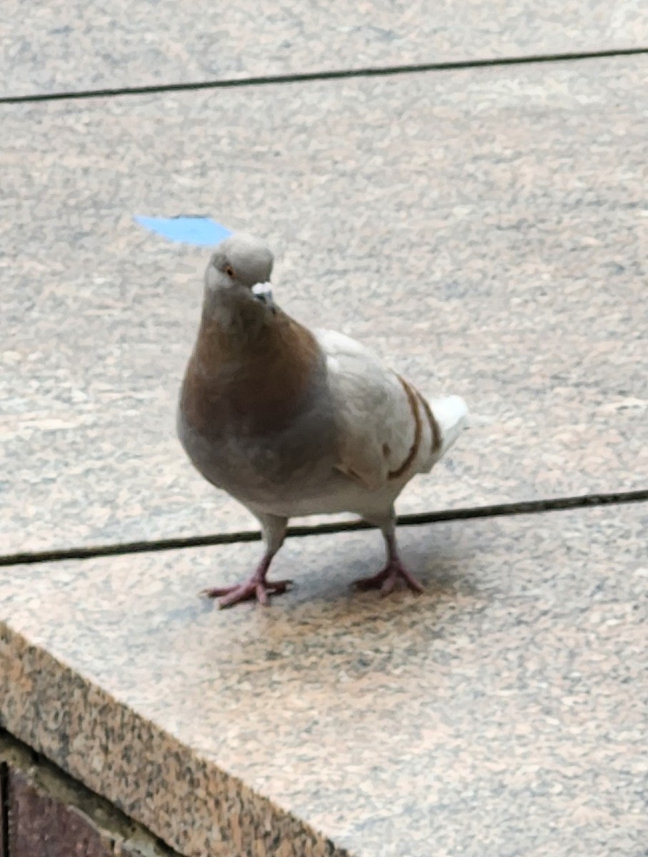 Rock Pigeon (Feral Pigeon) - ML616063858