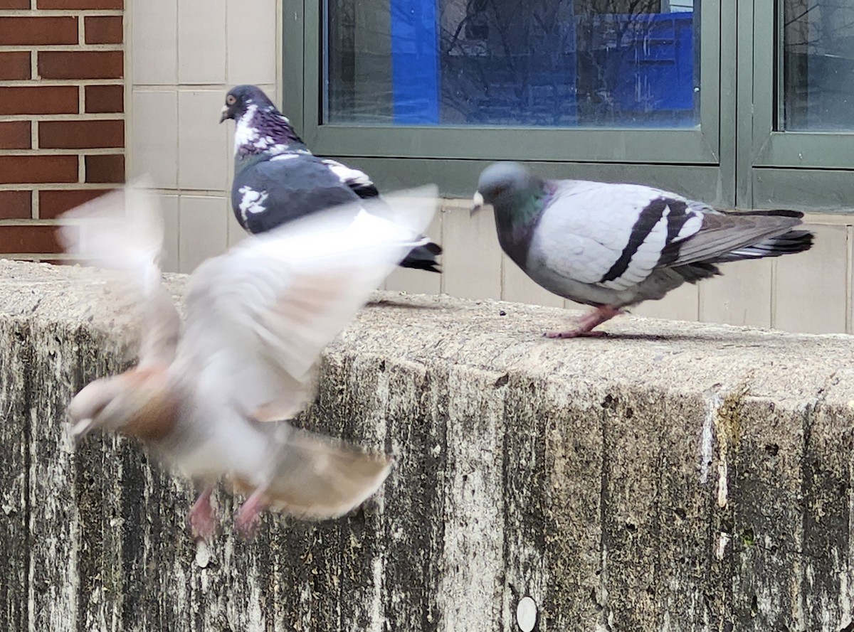 Rock Pigeon (Feral Pigeon) - ML616063859