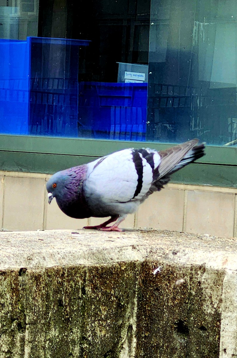 Rock Pigeon (Feral Pigeon) - ML616063860