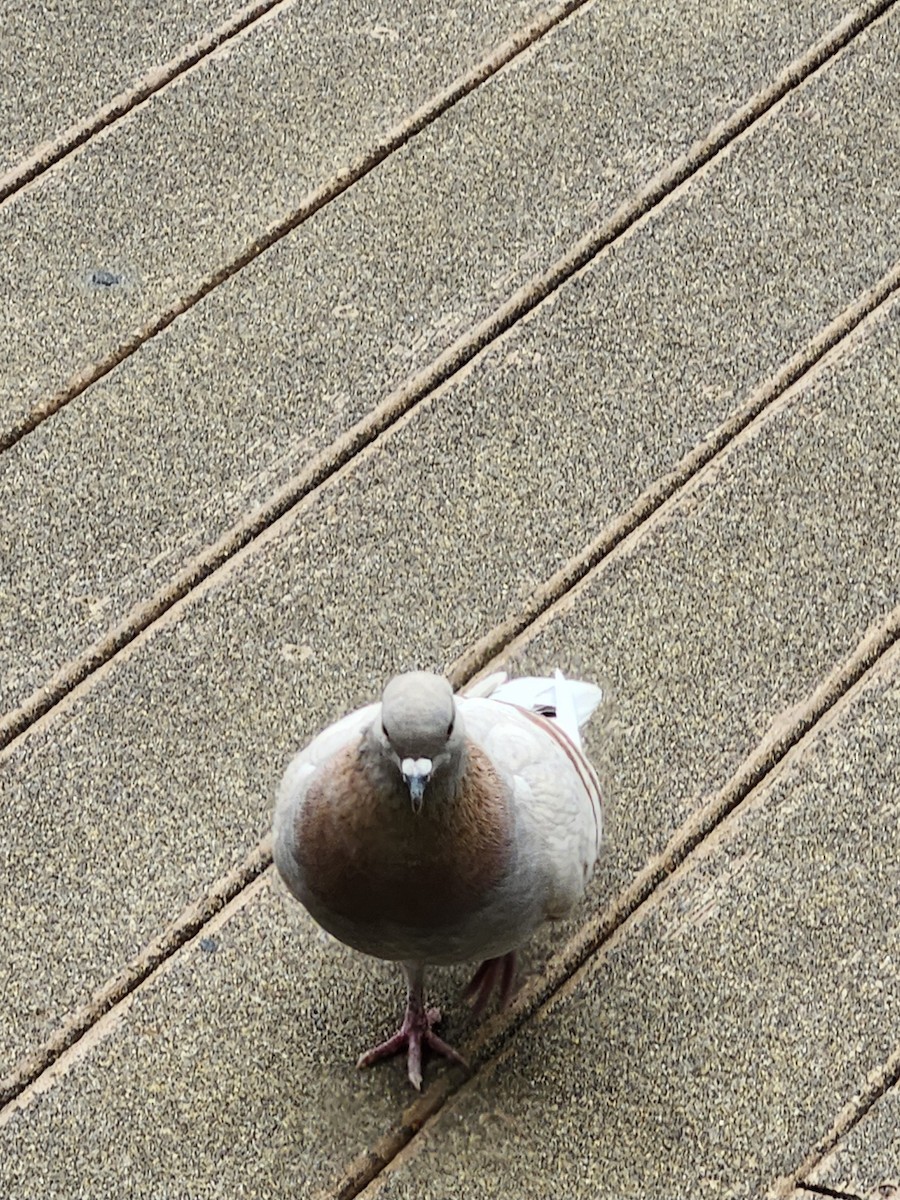 Rock Pigeon (Feral Pigeon) - ML616063861