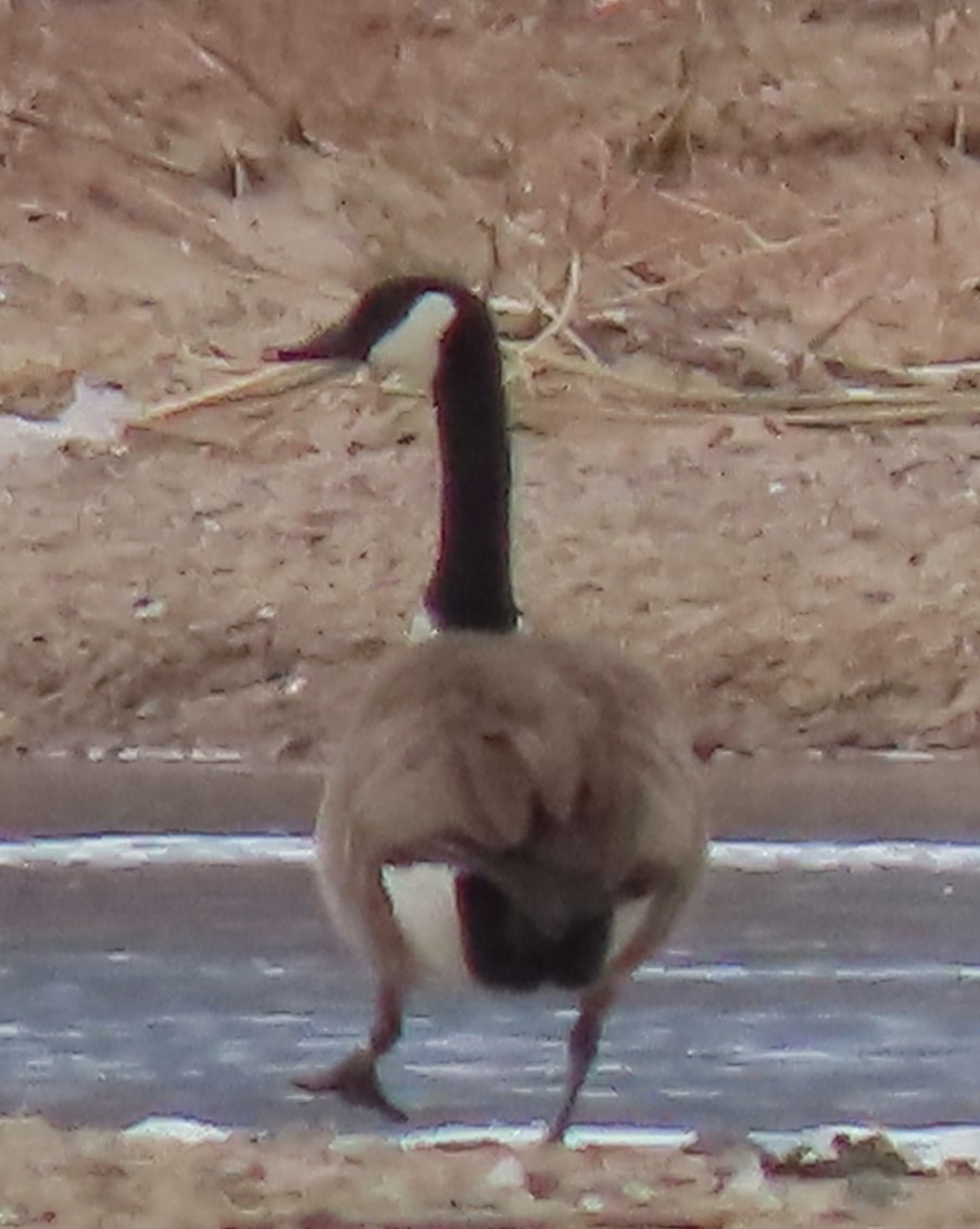 Canada Goose - Mark Romero