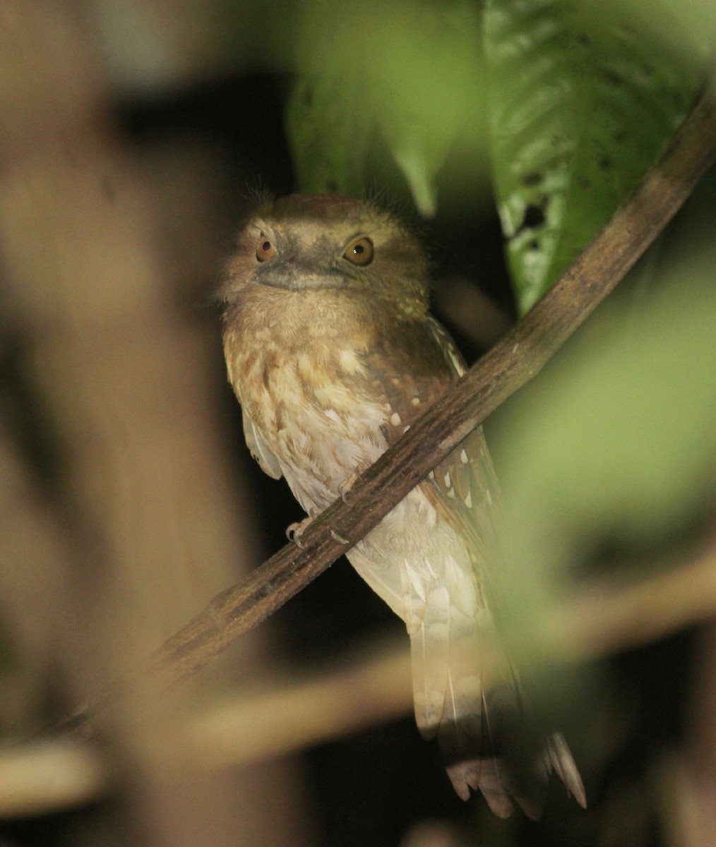 Gould's Frogmouth - ML616063873