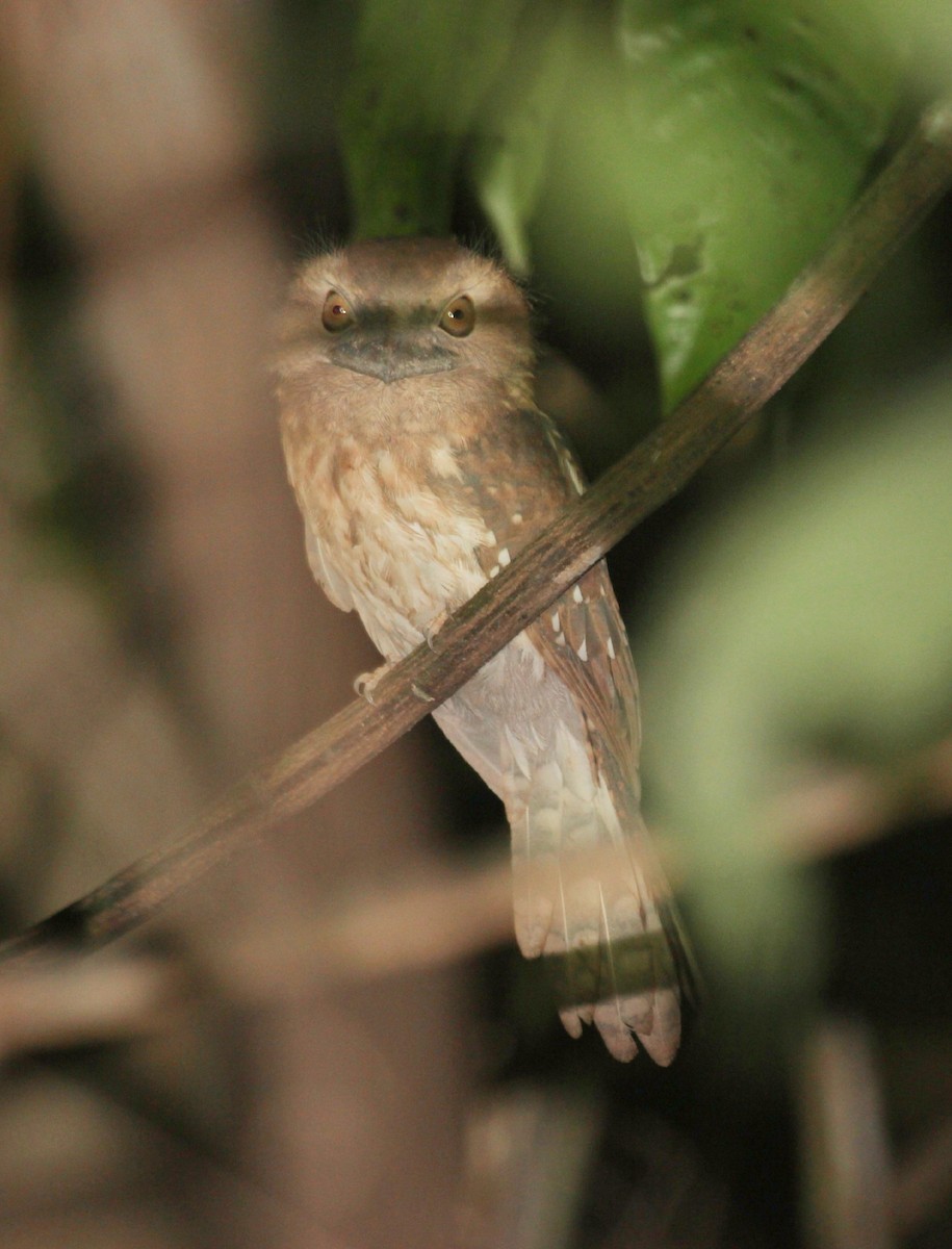 Gould's Frogmouth - ML616063874