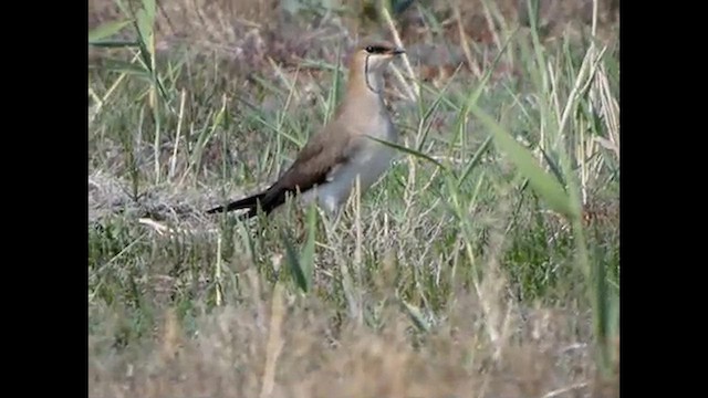 Black-winged Pratincole - ML616063877