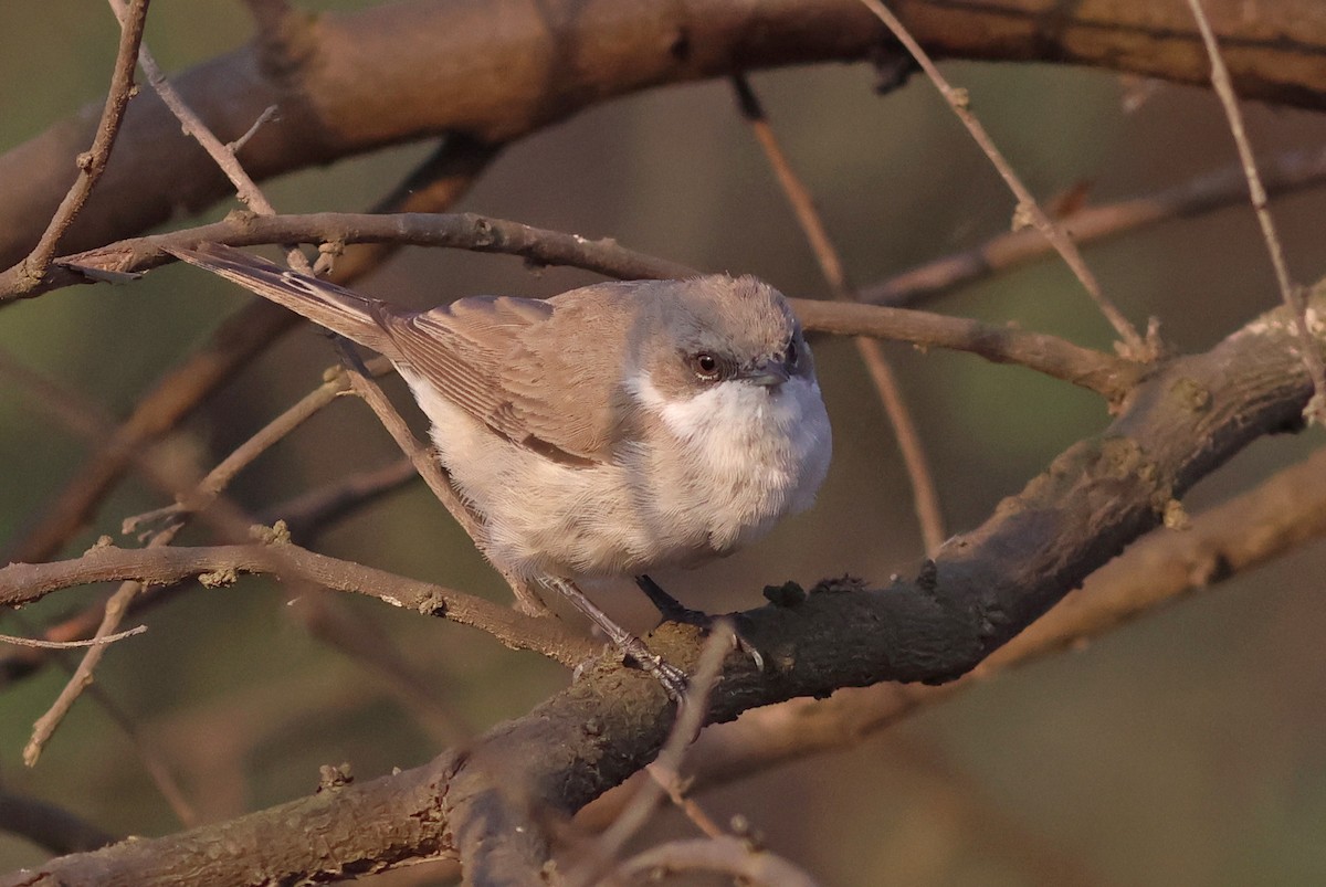 Lesser Whitethroat - PANKAJ GUPTA