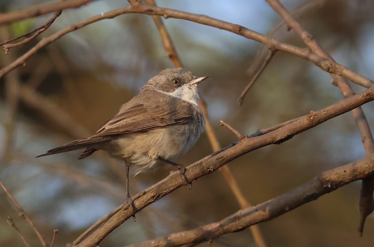 Lesser Whitethroat - PANKAJ GUPTA