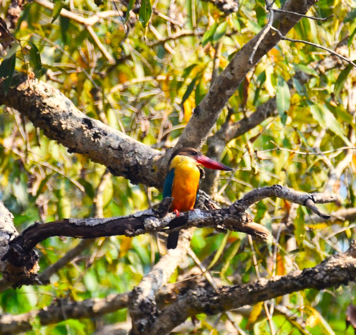 Stork-billed Kingfisher - Kilson Kiragori