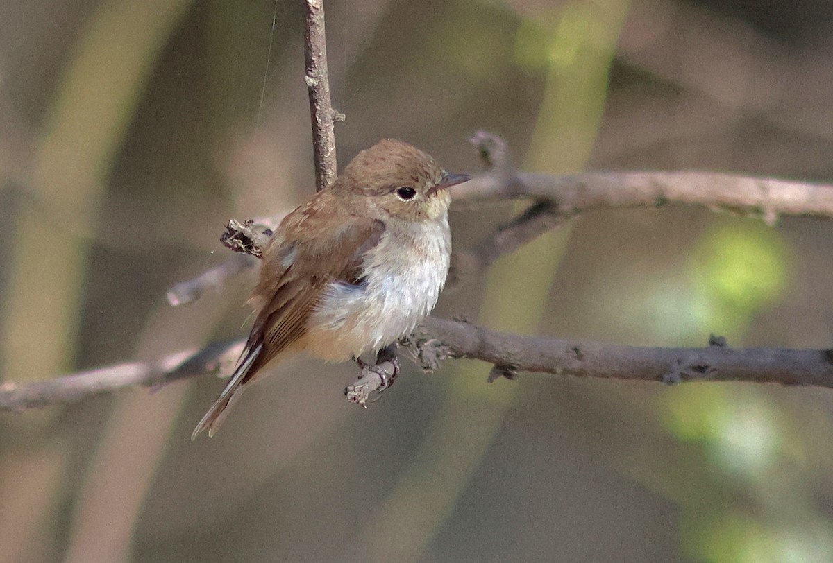 Taiga/Red-breasted Flycatcher - ML616063924