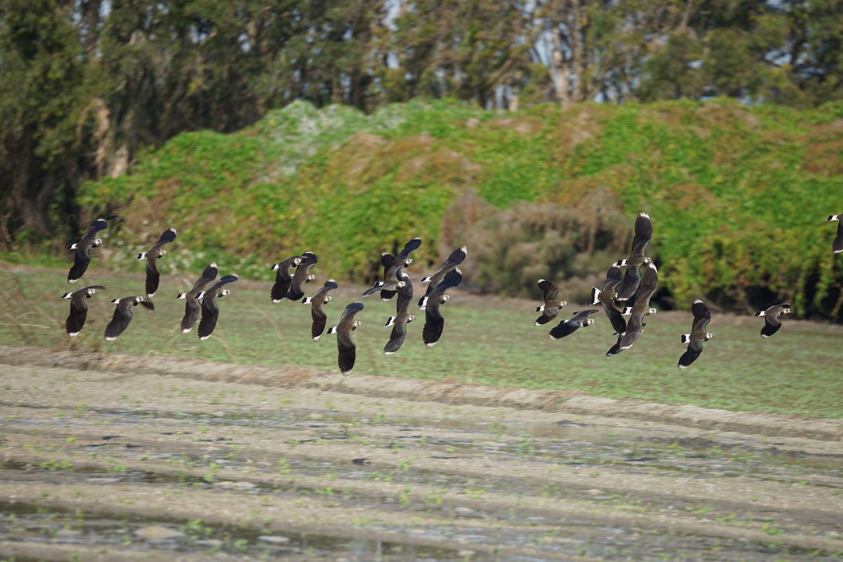 Northern Lapwing - ML616063927