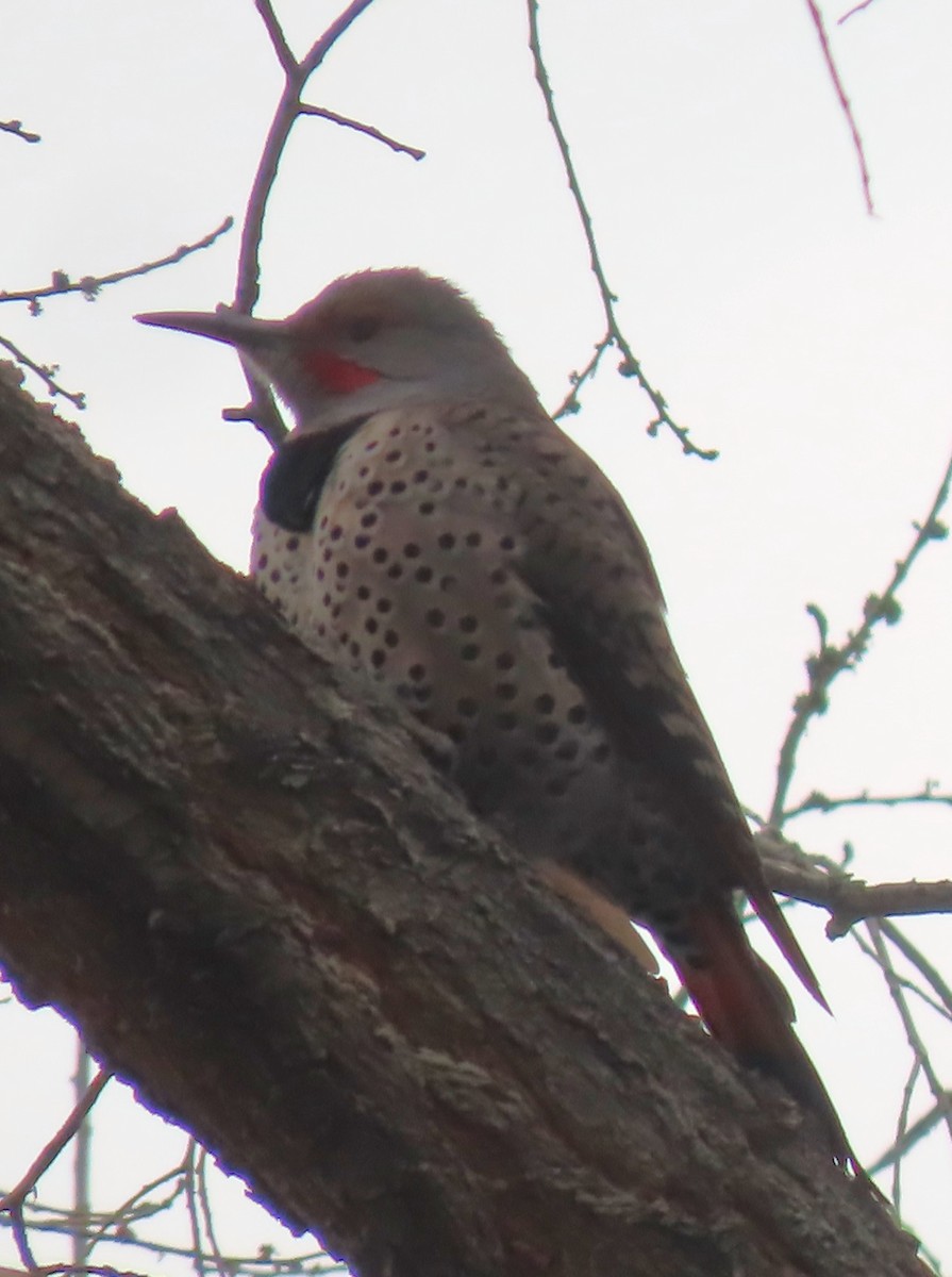 Northern Flicker - Mark Romero