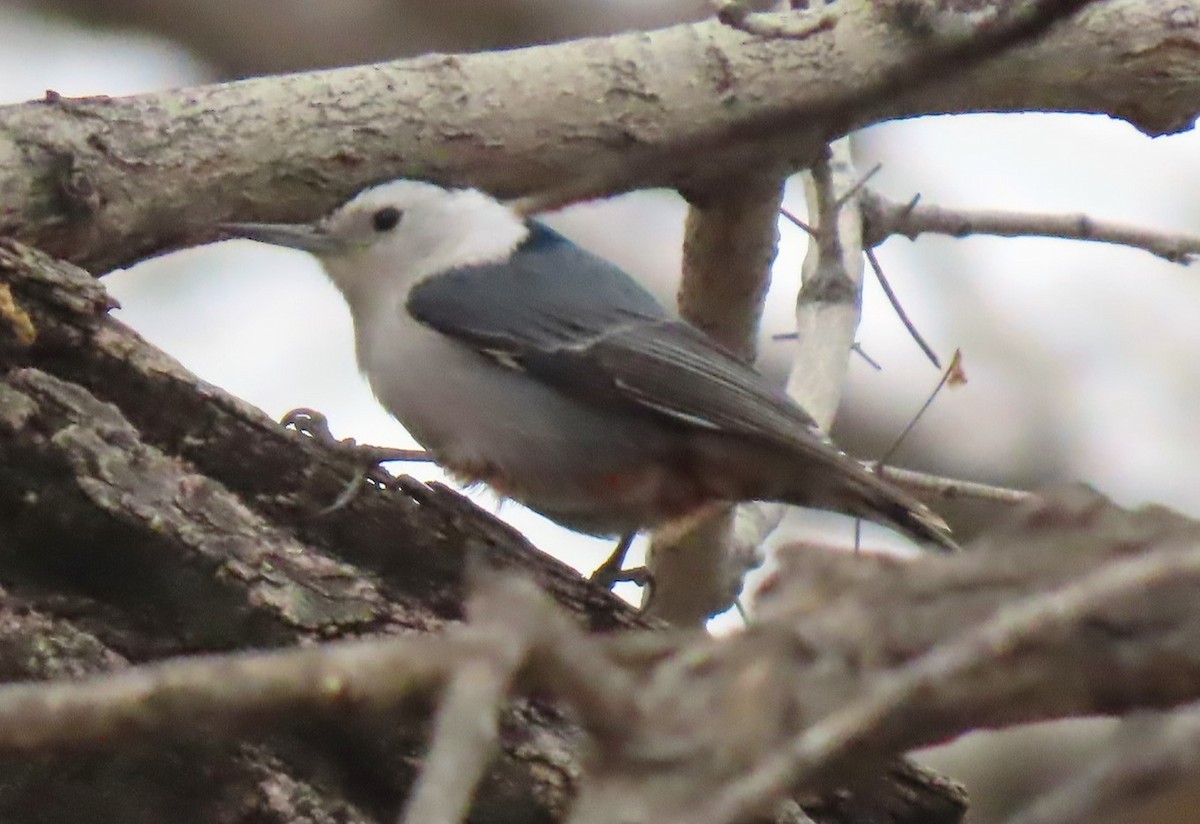 White-breasted Nuthatch - ML616063932