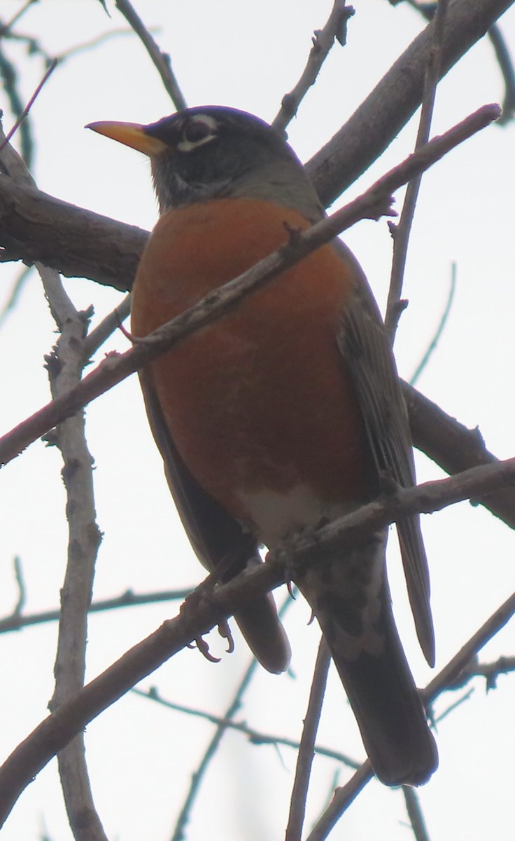 American Robin - Mark Romero