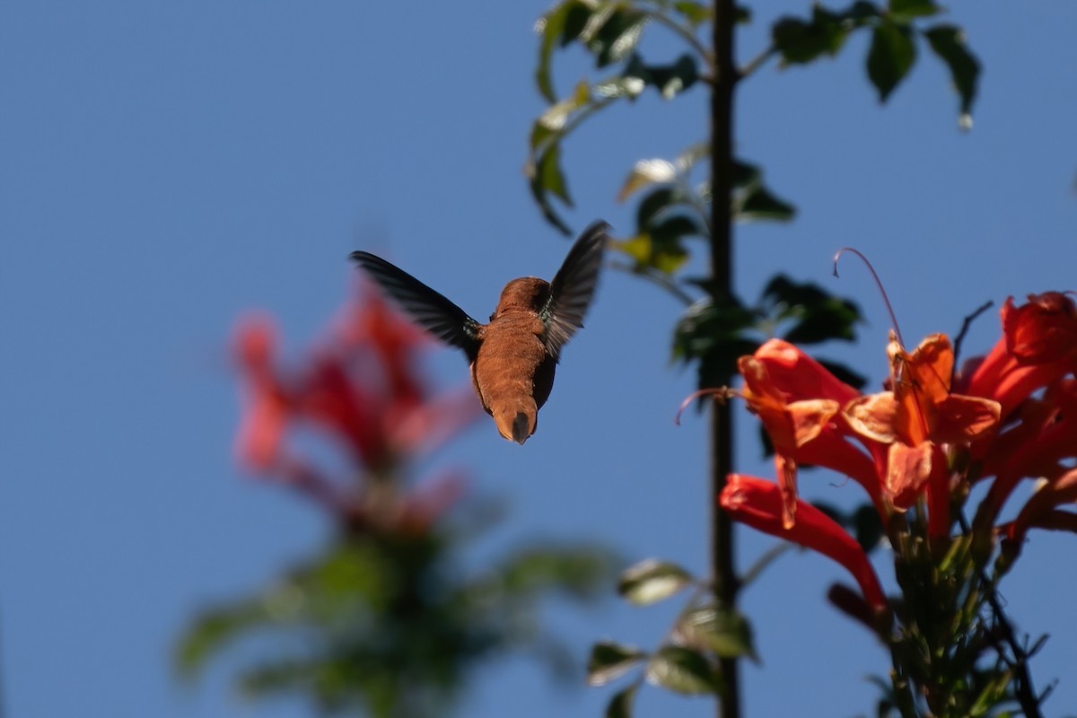 Rufous Hummingbird - Spencer Seale