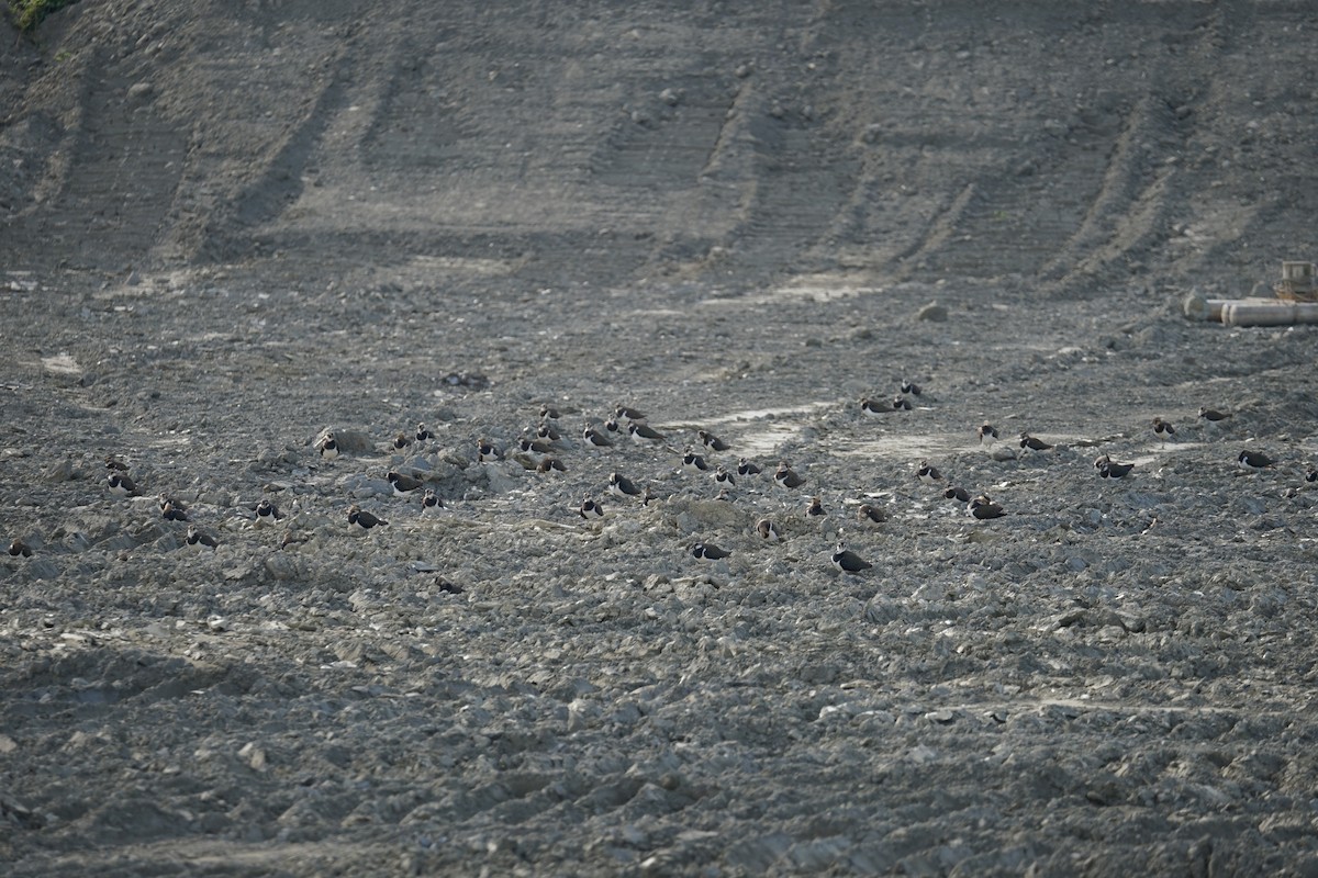 Northern Lapwing - ML616063949