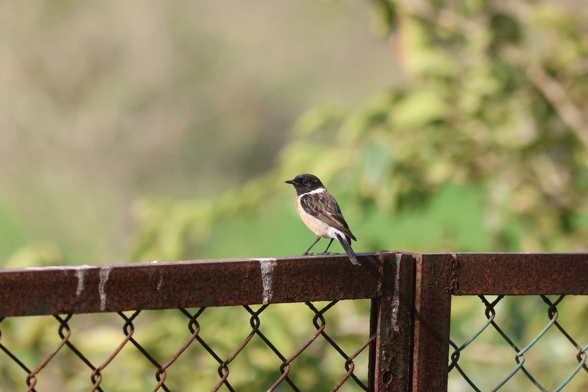 Siberian Stonechat - ML616064044