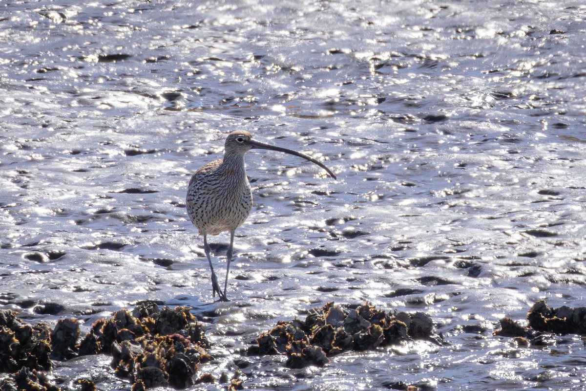 Far Eastern Curlew - André  Zambolli