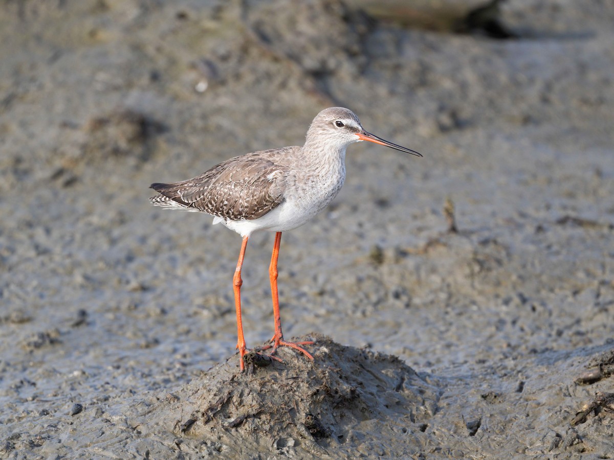 Spotted Redshank - ML616064068