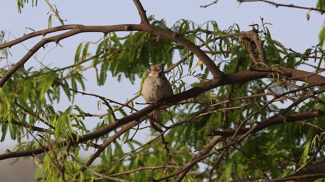 Moineau du Sind - ML616064073