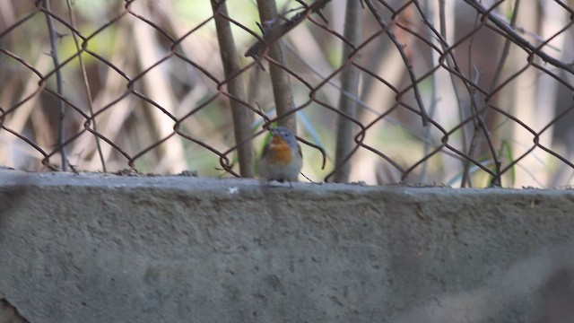 Red-breasted Flycatcher - ML616064083